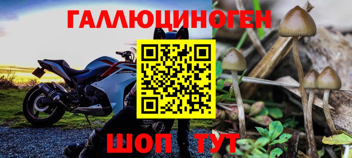 Галлюциногенные грибы Psilocybine cubensis Советск